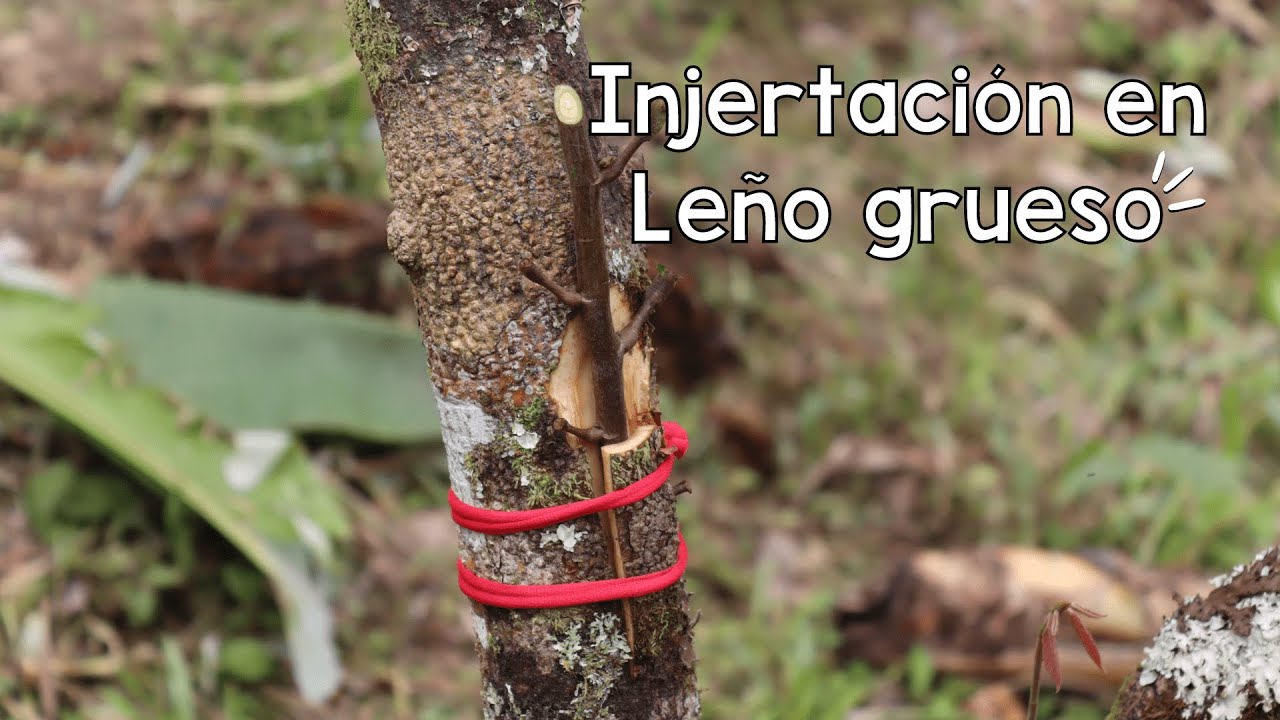Cacao | Injertación en leño grueso paso a paso
