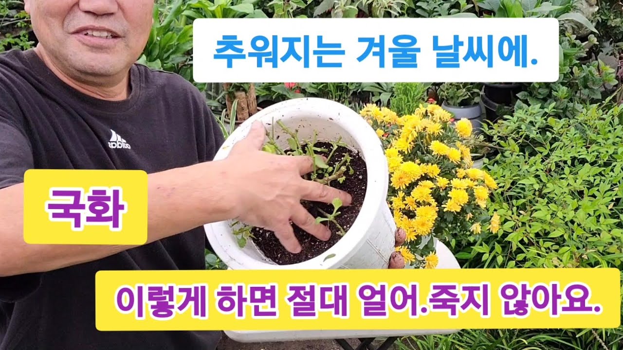 국화 죽이지 않고 집 밖에서 겨울 나는 방법 (이렇게 하면 절대 안 죽어요)