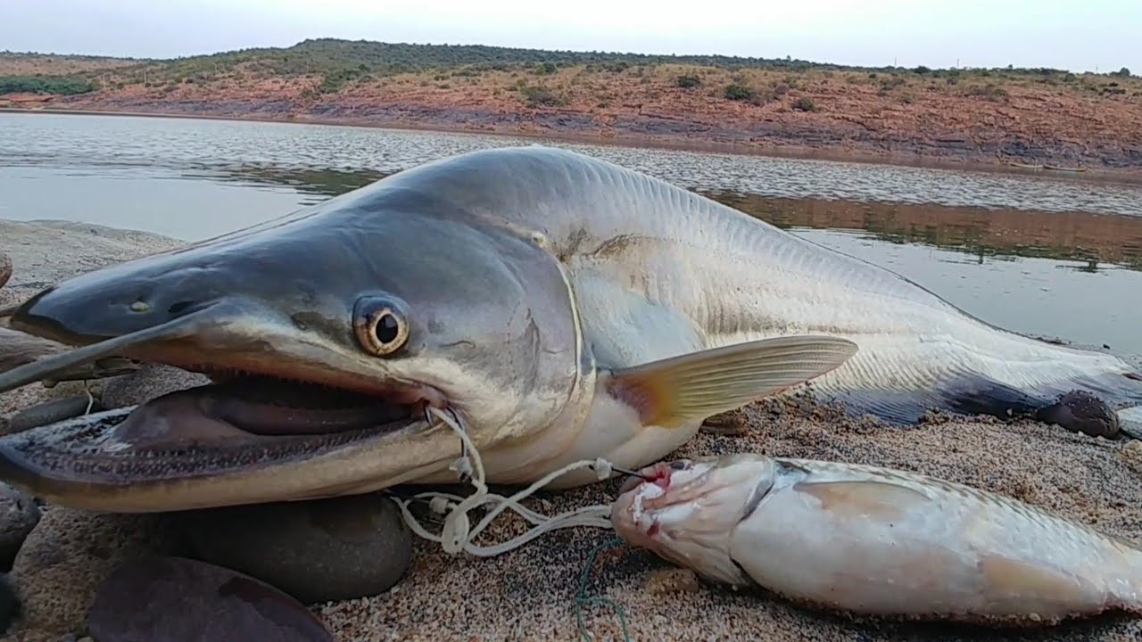 FISH Hunting|Wallago Fish Catching|silver carp Fishing|PATAN Fishing|Black Rohu Fishing|