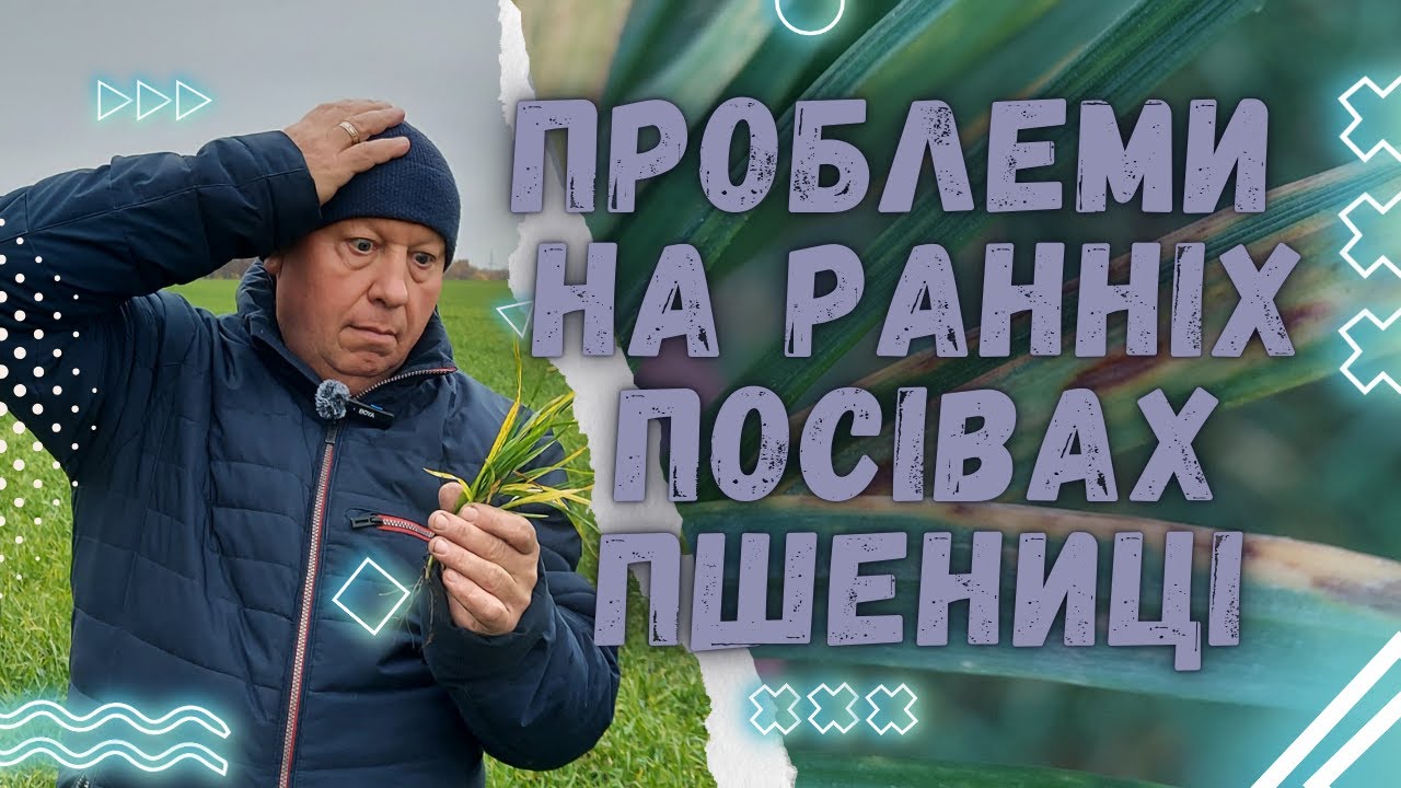 ПРОБЛЕМИ НА РАННІХ ПОСІВАХ ПШЕНИЦІ | Хвороби прогресують | Що робити?