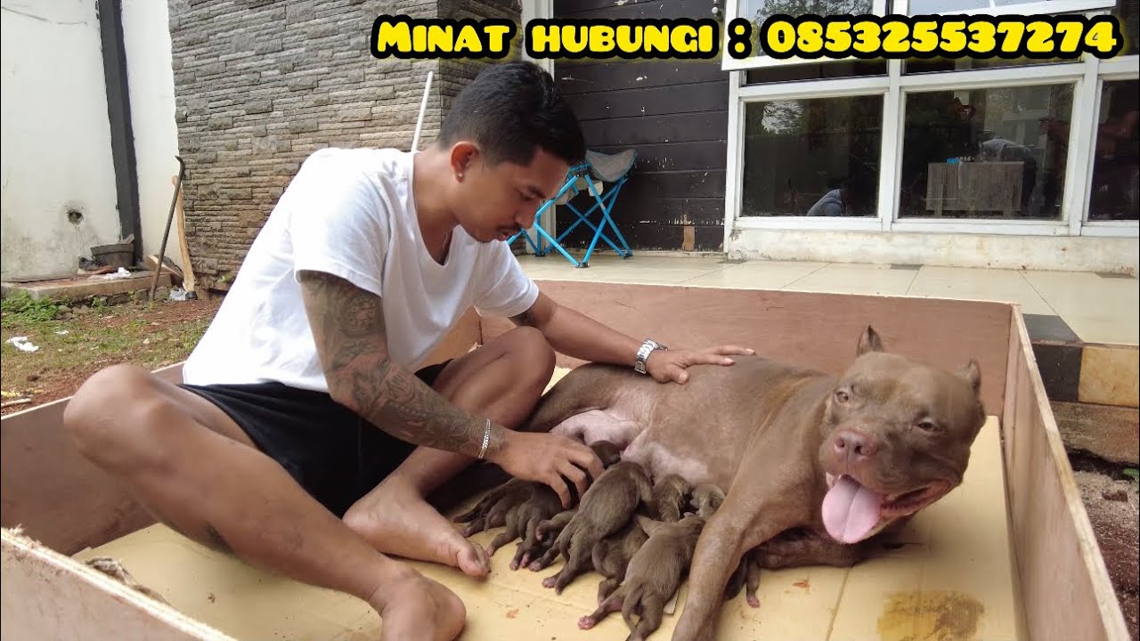 BAYI PITBULL UMUR 1 HARI ‼️ MUSSO PUNYA ANAK LAGI