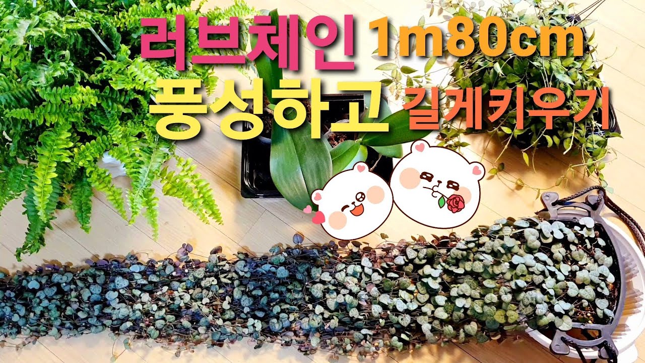 #공기정화식물 #러브체인키우기 #호야 #풍란 #보스톤고사리 영양제타서  저면관수로 #물주기  Air purification plant