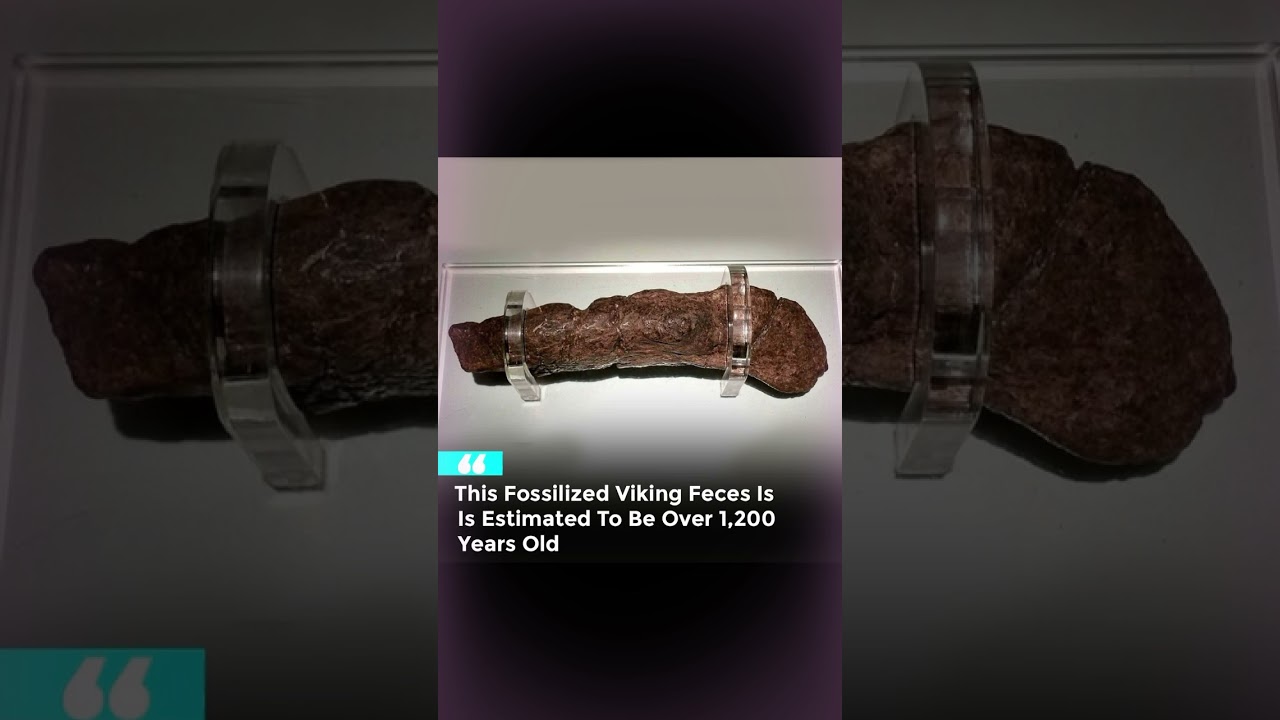 Viking Fossilized Poop #vikings #poop #poopoostudy
