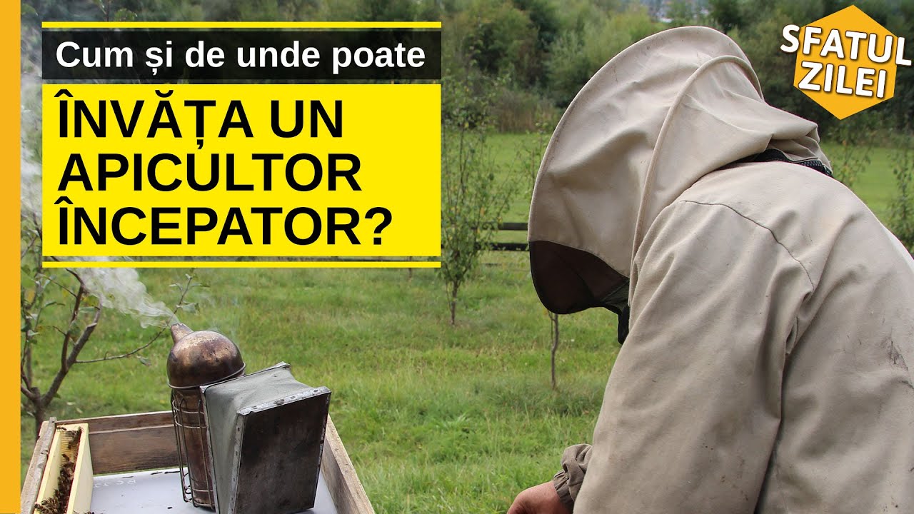 Cum si de unde poate invata un apicultor incepator?