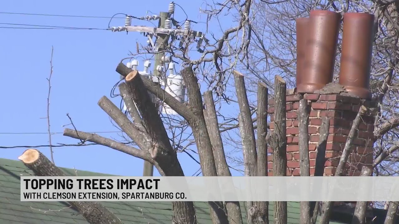 Instead of tree topping, here are ways to groom your trees