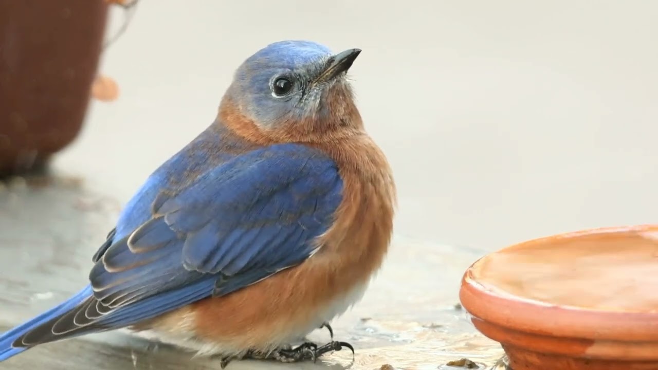 Bobby the Bluebird finds water during sub-freezing weather #bluebird #backyardbirds 