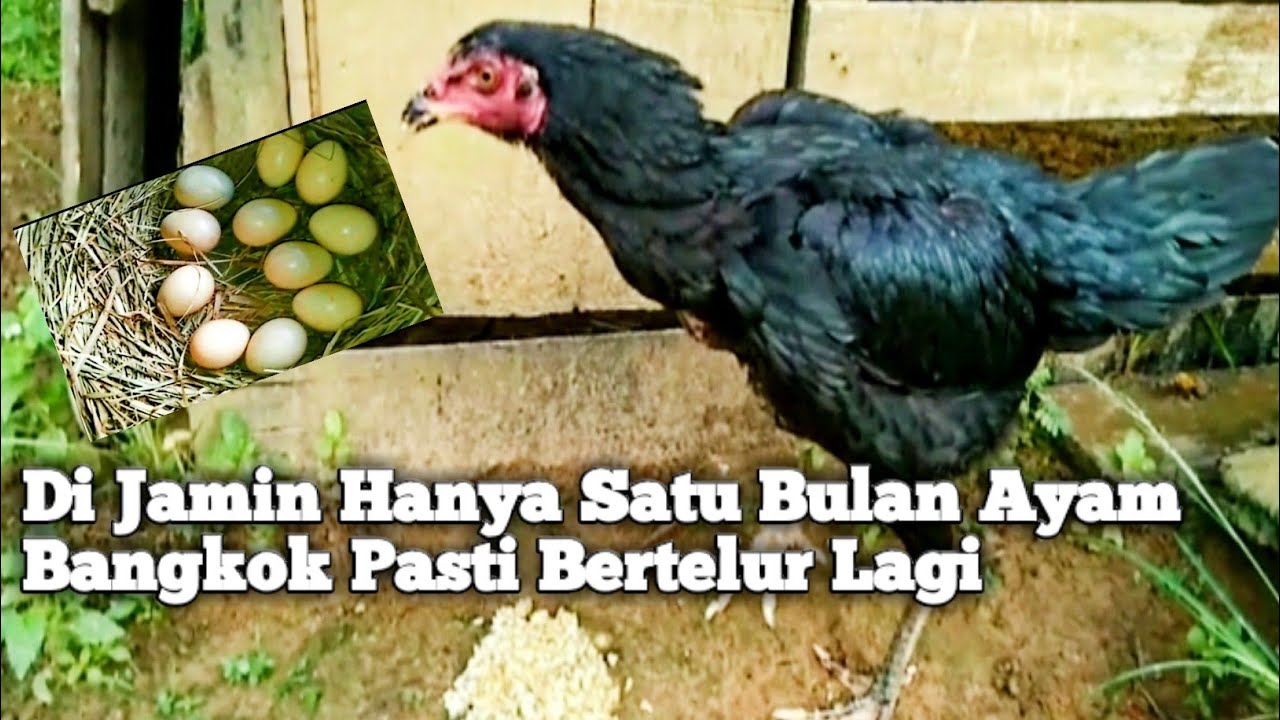 CARA MERAWAT AYAM BANGKOK SUPAYA CEPAT BERTELUR