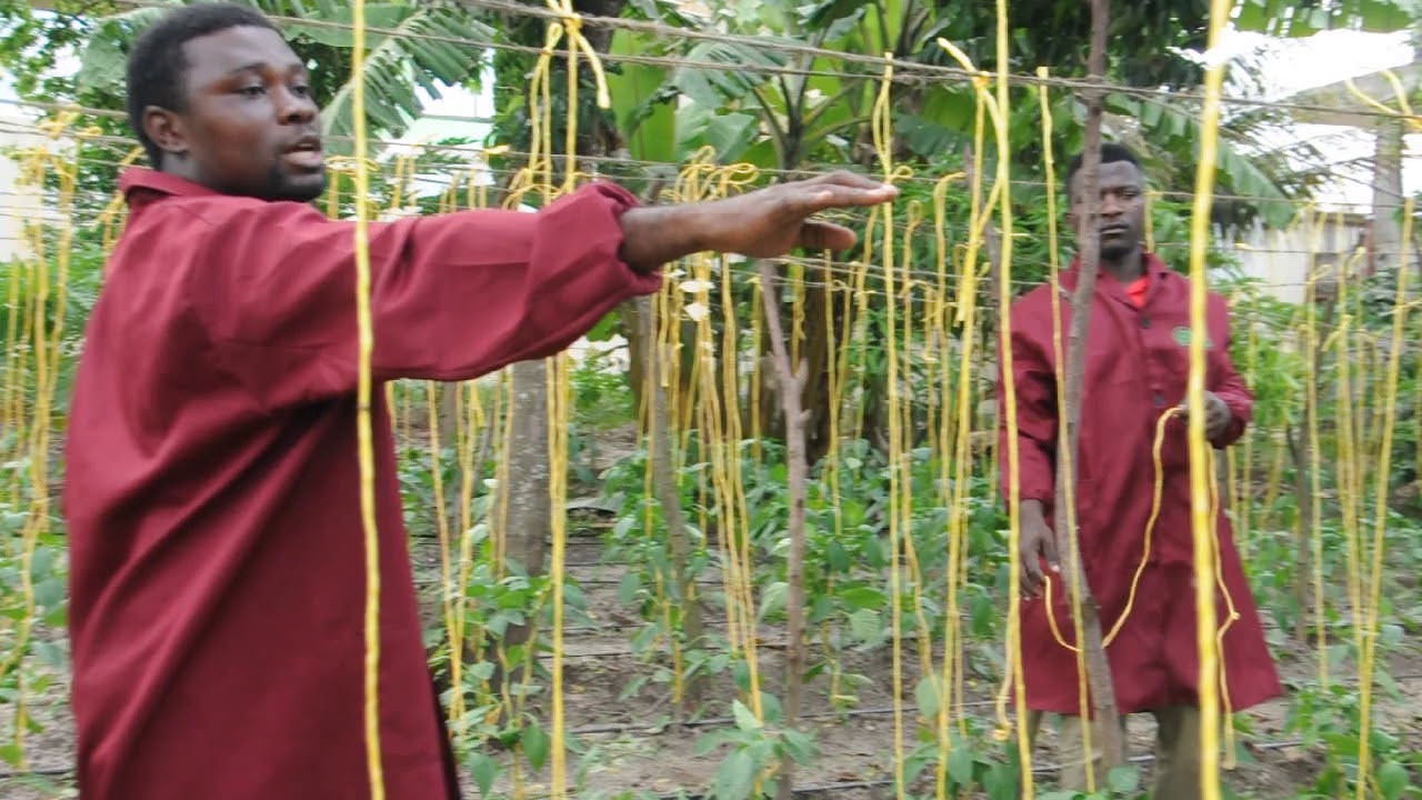 kilimo cha pilipili hoho njano na nyekundu stage 4 kangeta kilimo