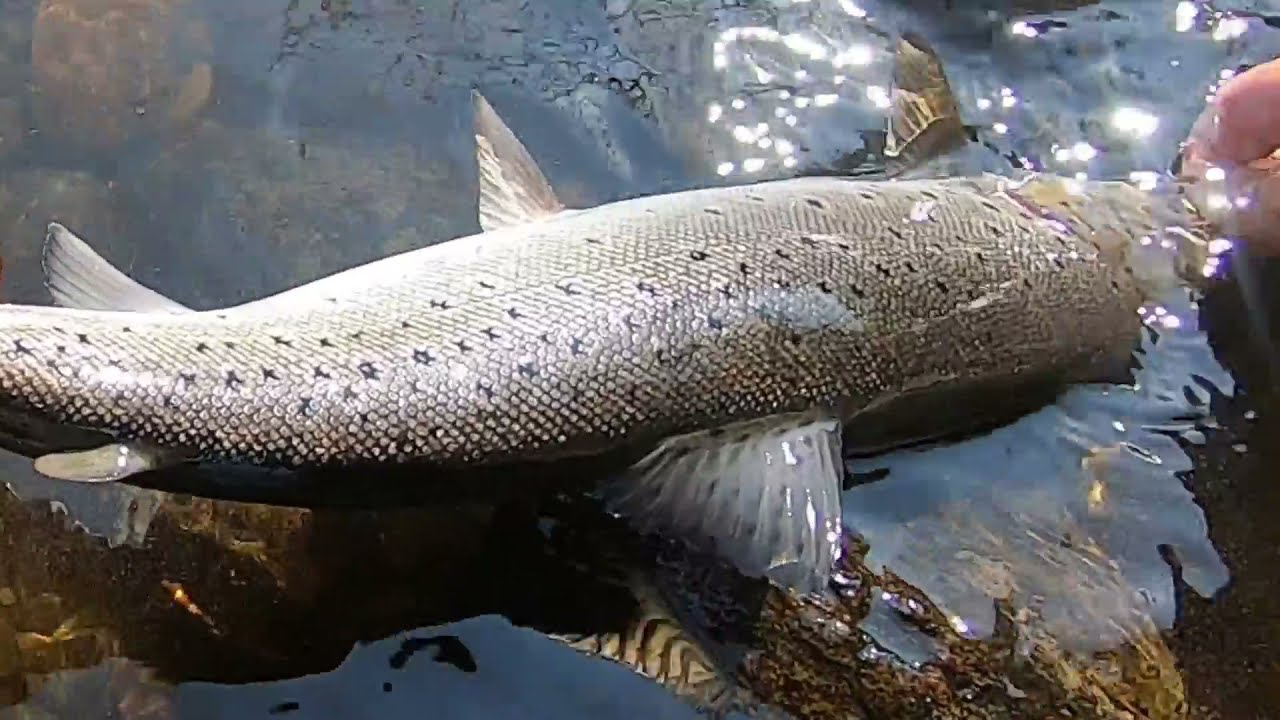 Salmon fishing on the river Tay at Upper Redgorton 22nd June 2021     No 2