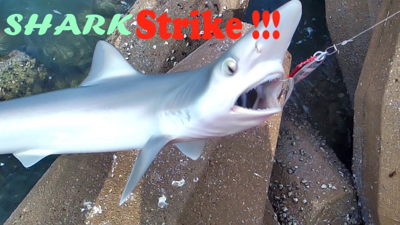 SHARK STRIKE !!! | SHORELINE ULTRALIGHT CASTING | @filGCC conneXion
