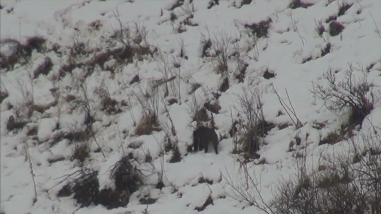 Кабк. Хуг. Кабан