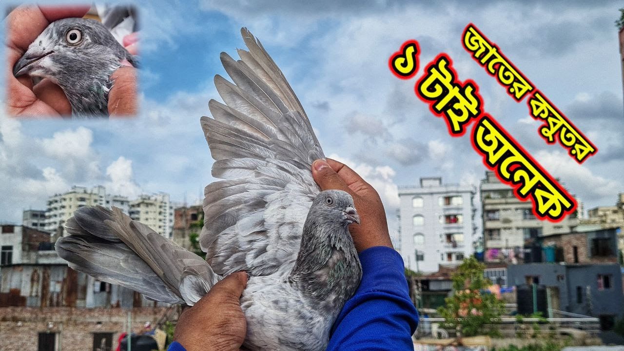 When you get the real thing, you will get it 🥰call - 01640730279 | Miraj Pigeon & Pets