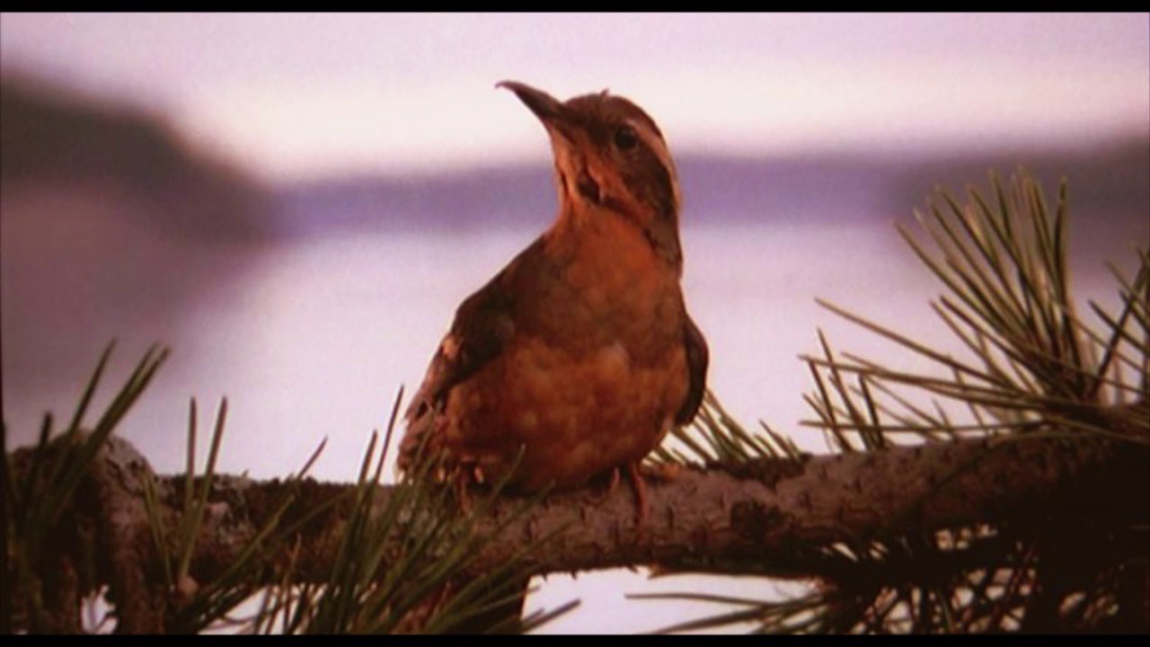 Angelo Badalamenti  - Twin Peaks Theme (DISC1) #twinpeaks