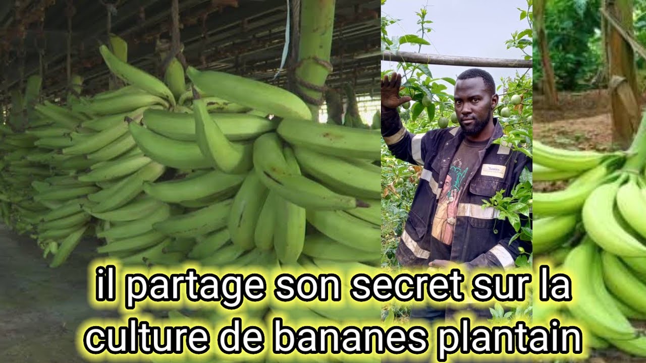 Il révèle les secrets des bananes plantain: variétés zones idéales et techniques pro de rejetons