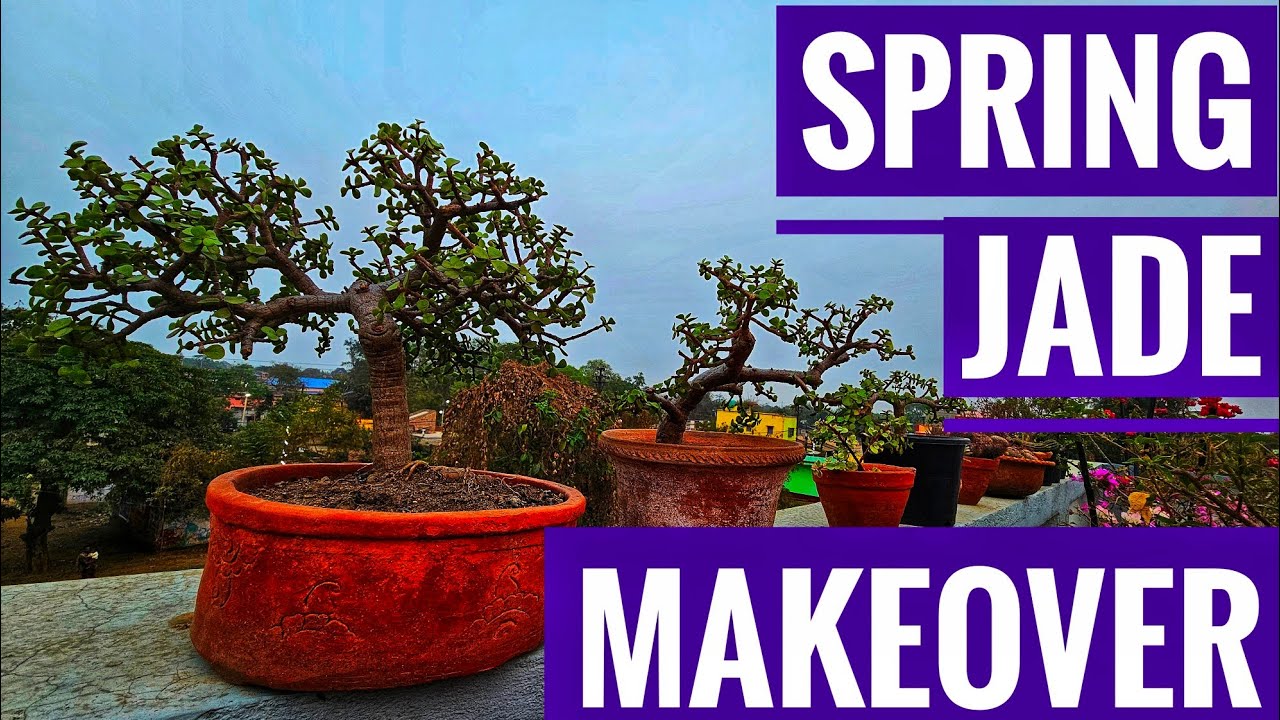 Spring Jade Makeover // Better Growth 
