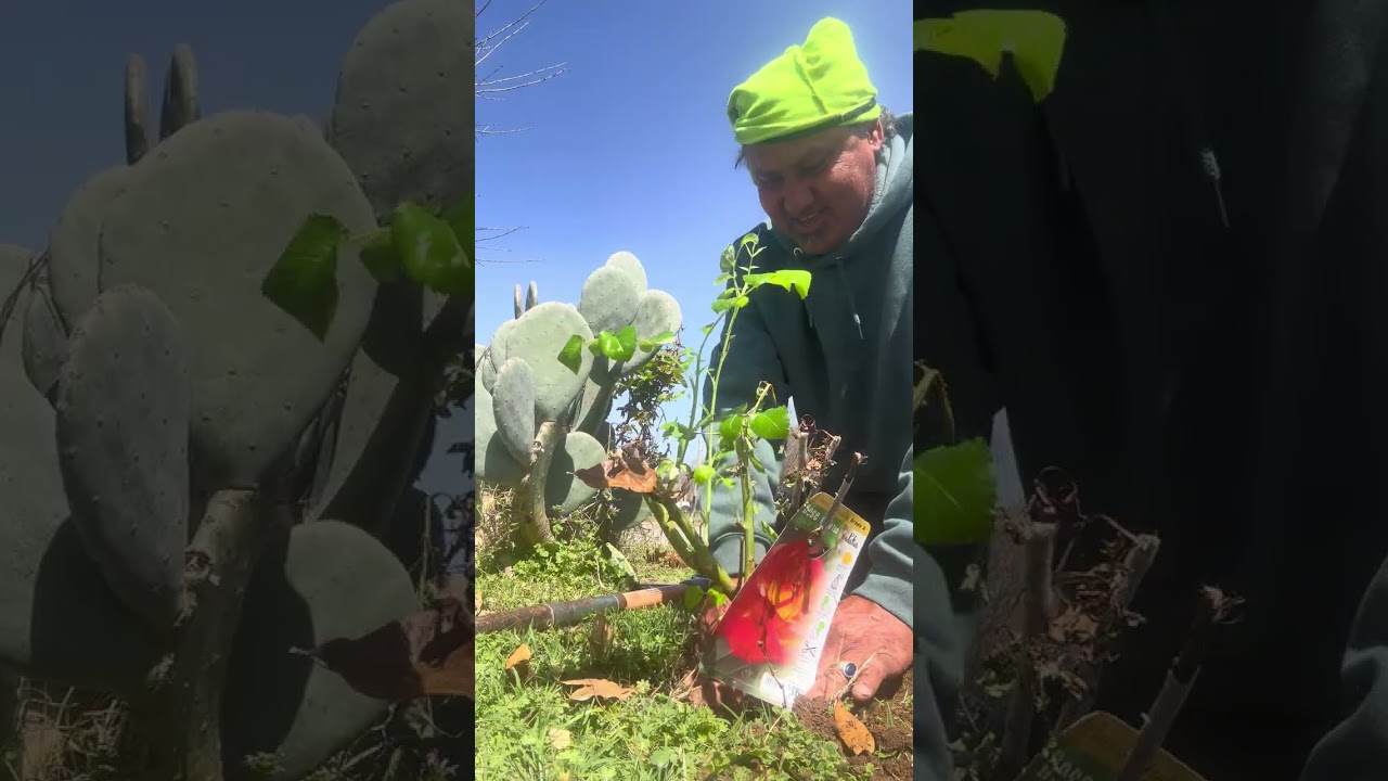 Rosal flores grandes Sguimos aprendiendo usted también puede 