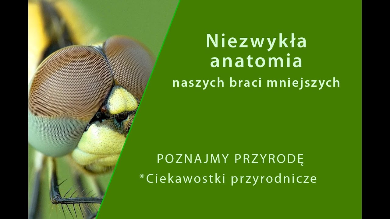 Uszy w ustach i inne ciekawostki przyrodnicze | Niezwykła anatomia naszych braci mniejszych