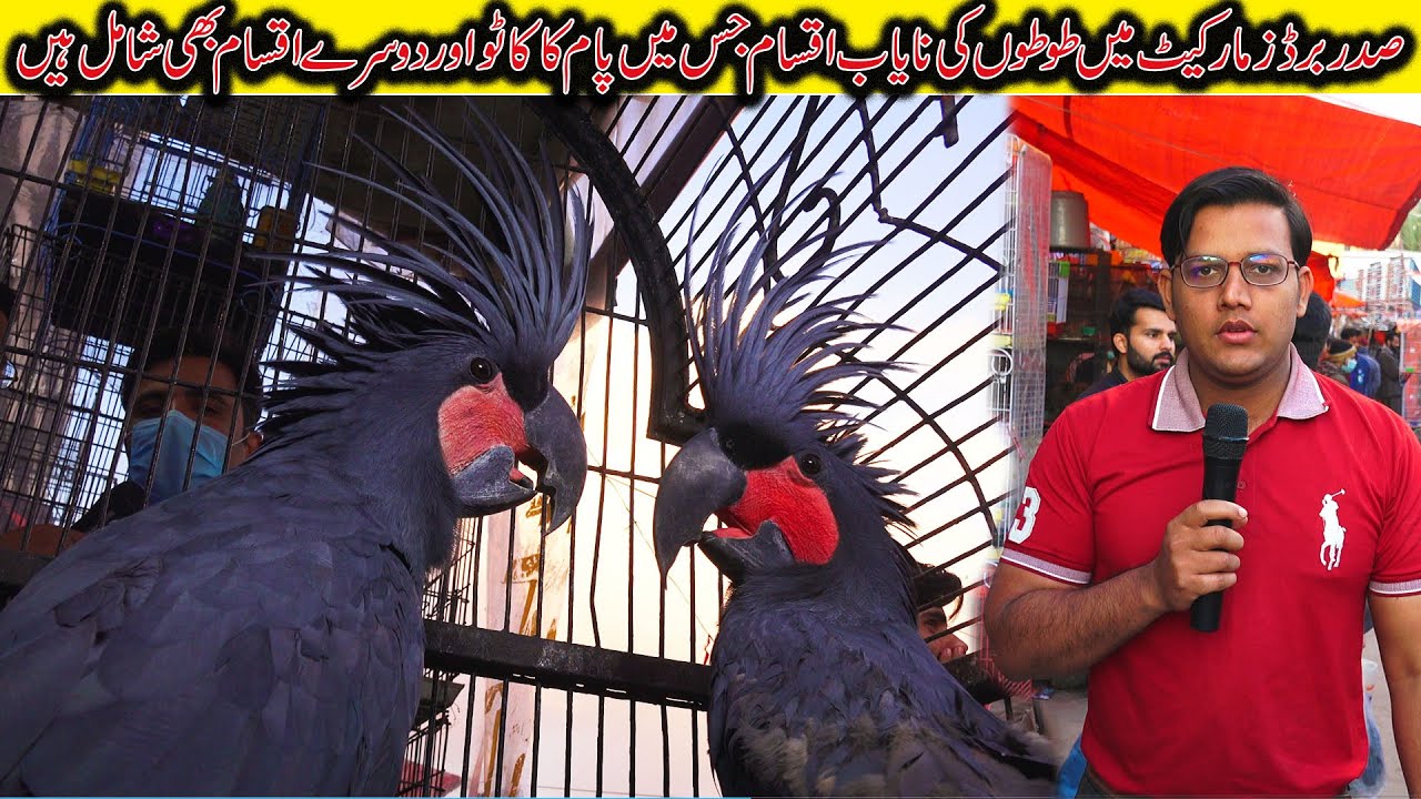 Exotic Parrots Saddar Karachi 2022 | Palm Cockatoo Galah Sulphur-crested cockatoo Rainbow Lori