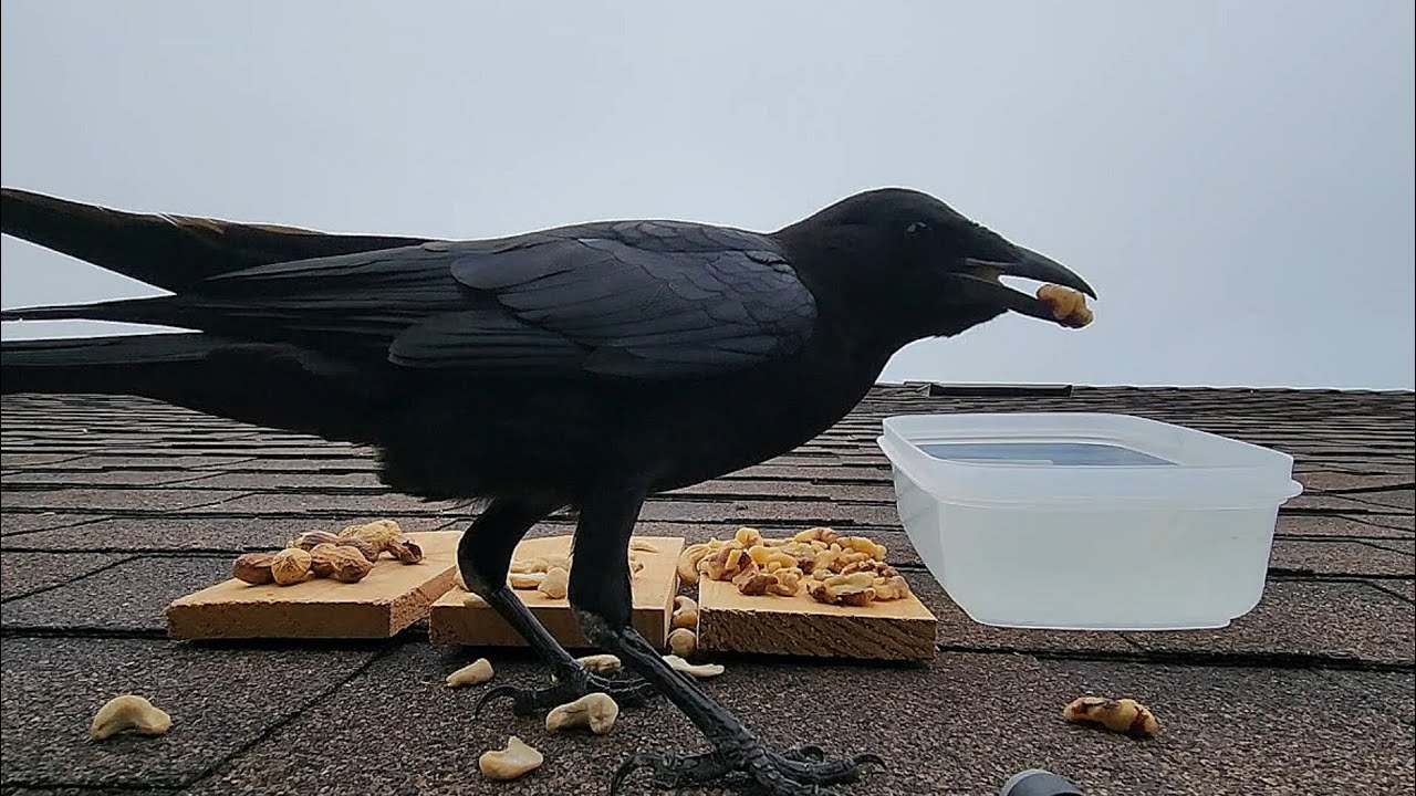 How I'm Befriending Wild Crows - Putting Tips To The Test (part 2)