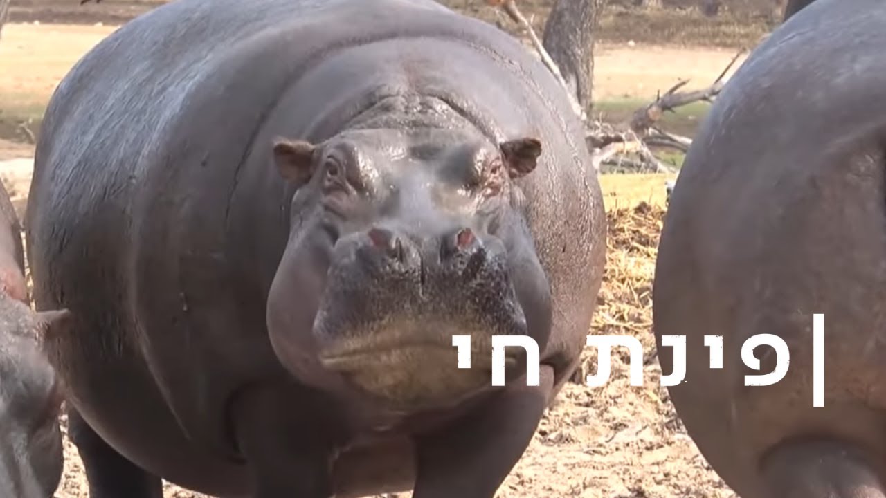 נוטים להשמנה, אבל לוקחים את החיים בקלות: ההיפופוטמים בספארי