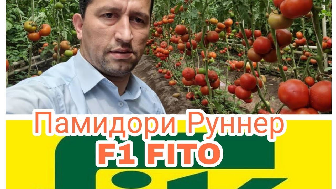 Памидор (Тамат)Руннер F1  Фирма Фито Испания. Тоҷикистон ноҳияи Кушониён