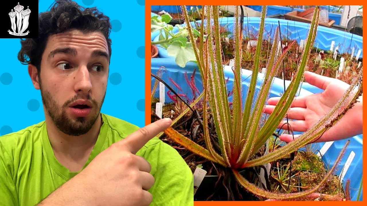 Worlds Biggest Carnivorous Plant! - Sowing Drosera regia Seeds