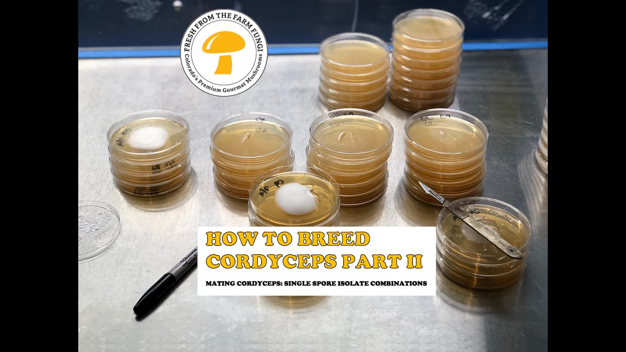 How to Breed Cordyceps Part 2: Combining single ascospore isolates