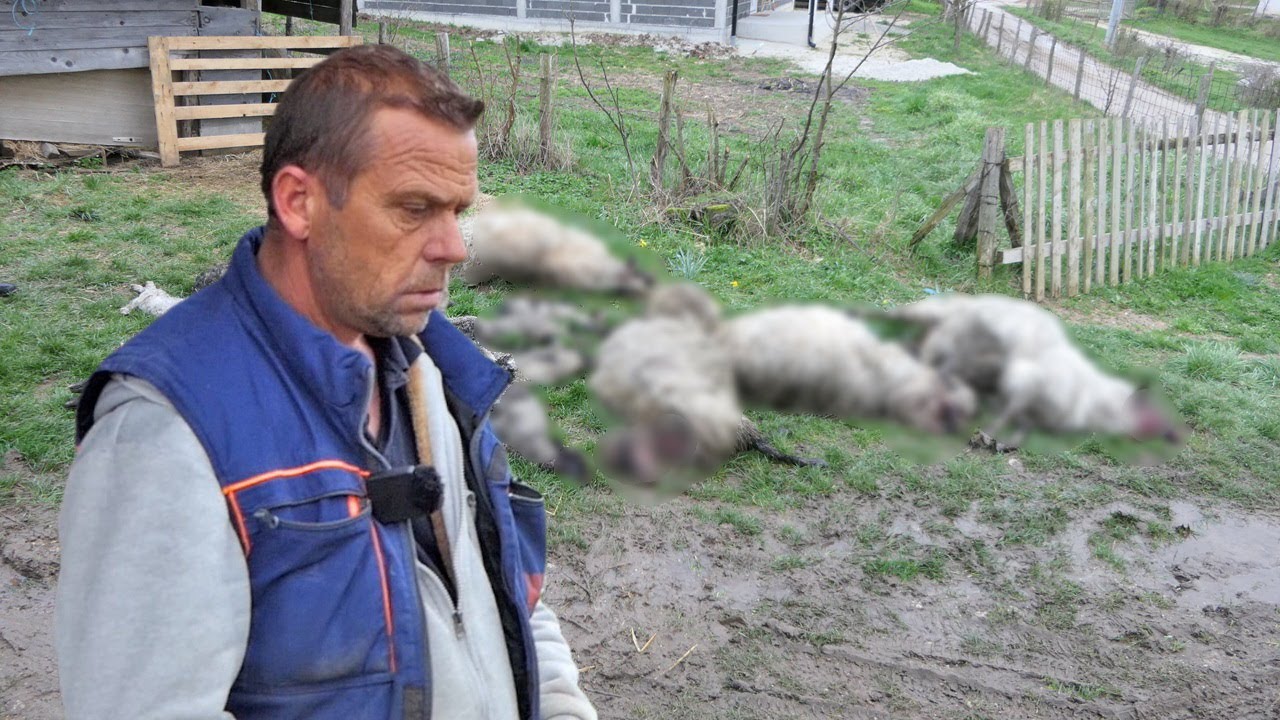 Kad se probudio preko 20 ovaca stradalo, nije ni vuk a ni lisica, užasni prizori