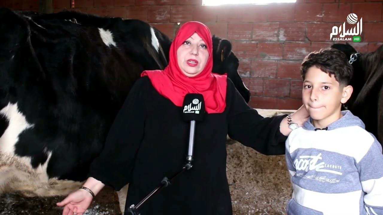 #الاغواط_ ارادة فولاذية لحفصة في تربية الابقار وانتاج الحليب 