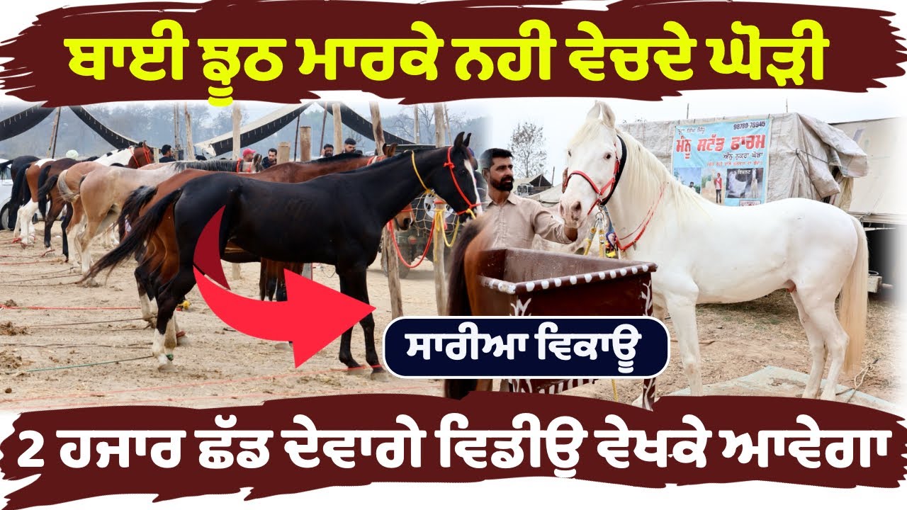 ਤਲਵੰਡੀ ਸਾਬੋ ਮੇਲੇ ਤੇ ਵਿਕਾਊ ਘੋੜੀਆ ਵੇਖੋ ਜਿਸ ਦੇ ਪਸੰਦ ਆ ਕਰੋ ਸੰਪਰਕ #horse #horsesale #horseridi #sale