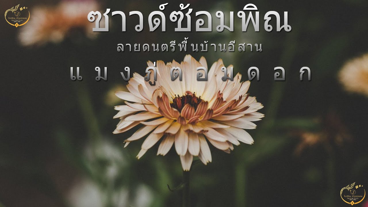แมงภู่ตอมดอก ซาวด์ซ้อมพิณ - โอชิน ทับถนน 【Lyric Version】