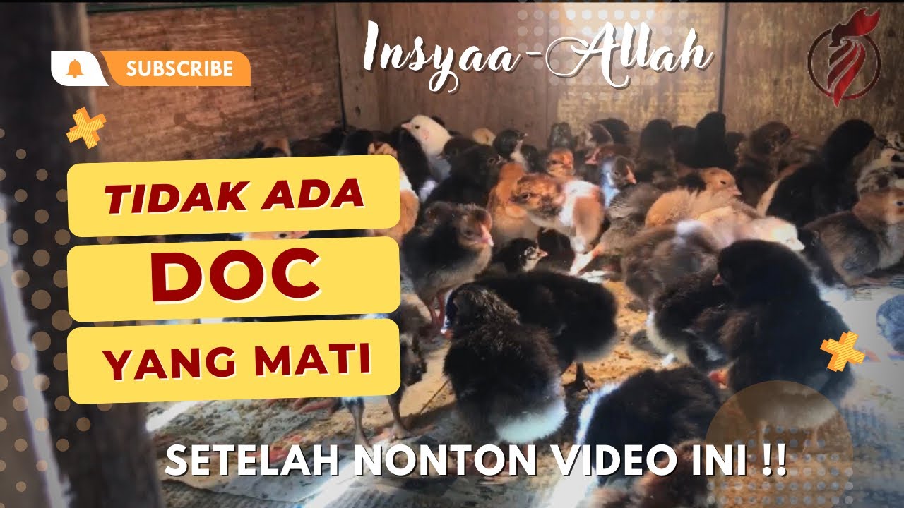 Keberhasilan Merawat DOC ayam kampung minim kematian