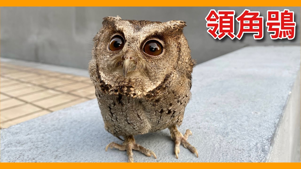 最親近人類的都市常見貓頭鷹！幼鳥遭路殺的數目卻是猛禽之冠！發生於「領角鴞」身上的真實故事！Otus lettia【台灣鳥傳奇】【猛禽與福爾摩沙】