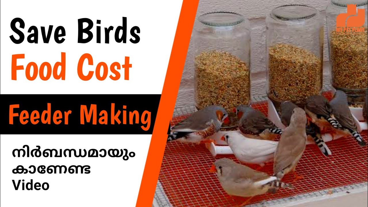 കിളികളുടെ ഭക്ഷണച്ചെലവ് എങ്ങനെ ലാഭിക്കാം | Birds Food Feeder Making | DIY | Malayalam | MY PET PLANT