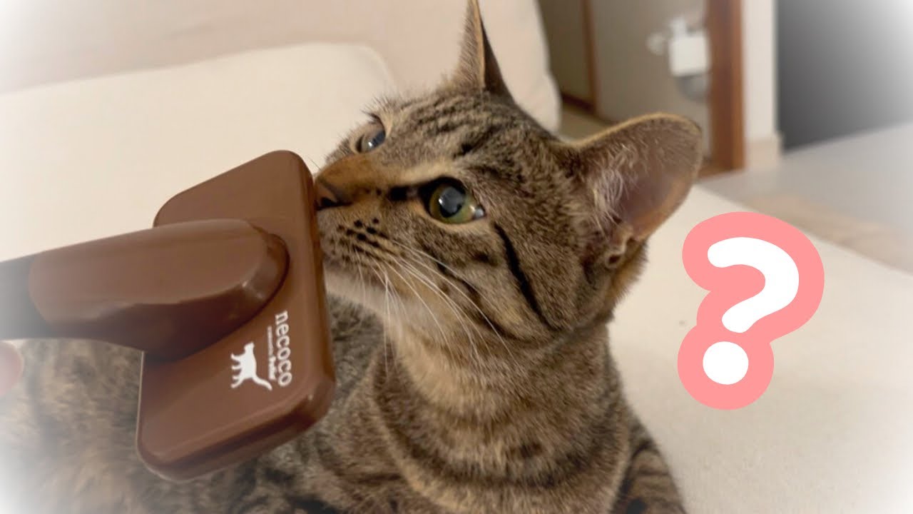 愛猫にブラッシングしたら美しさが倍増してしまいました。