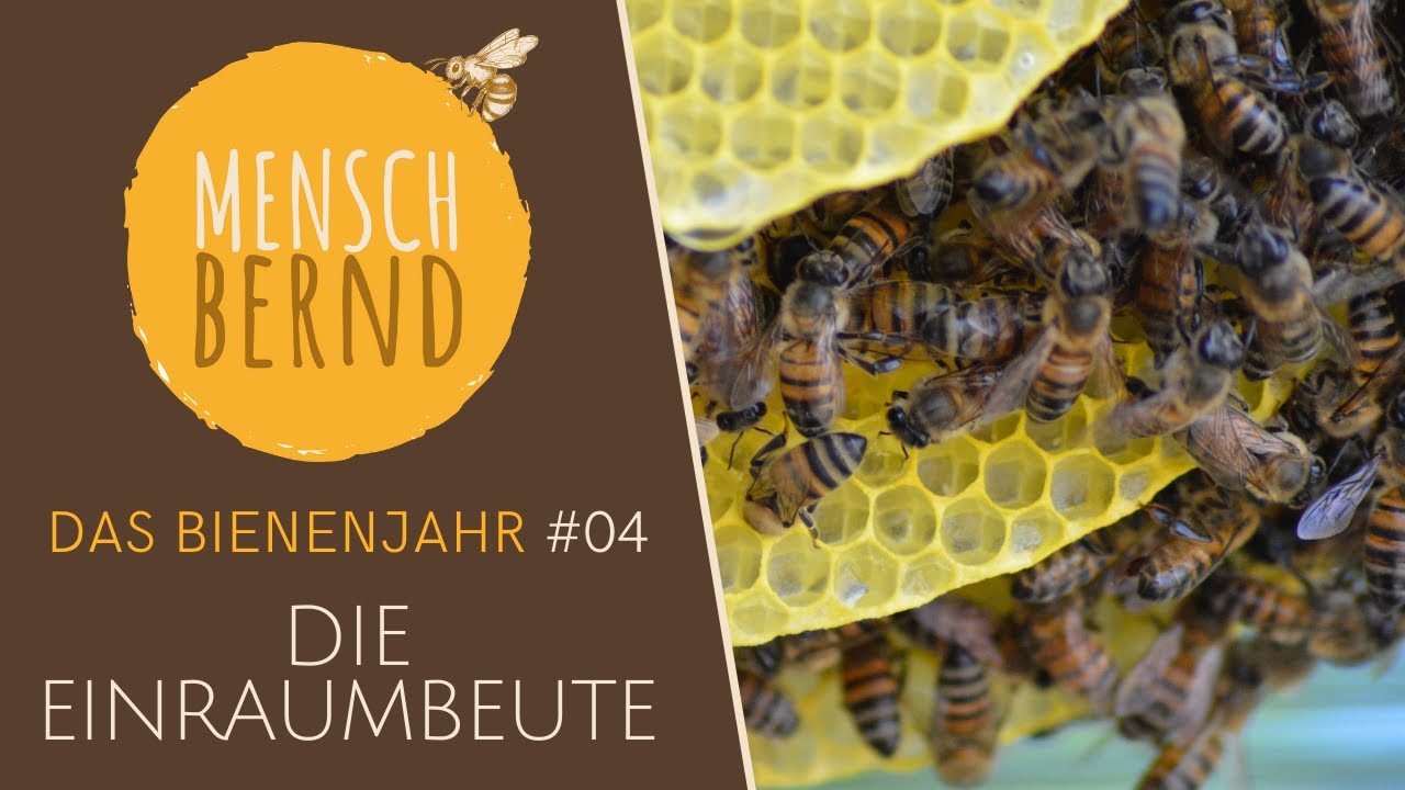 Das Bienenjahr mit Bernd #04 - Die Einraumbeute