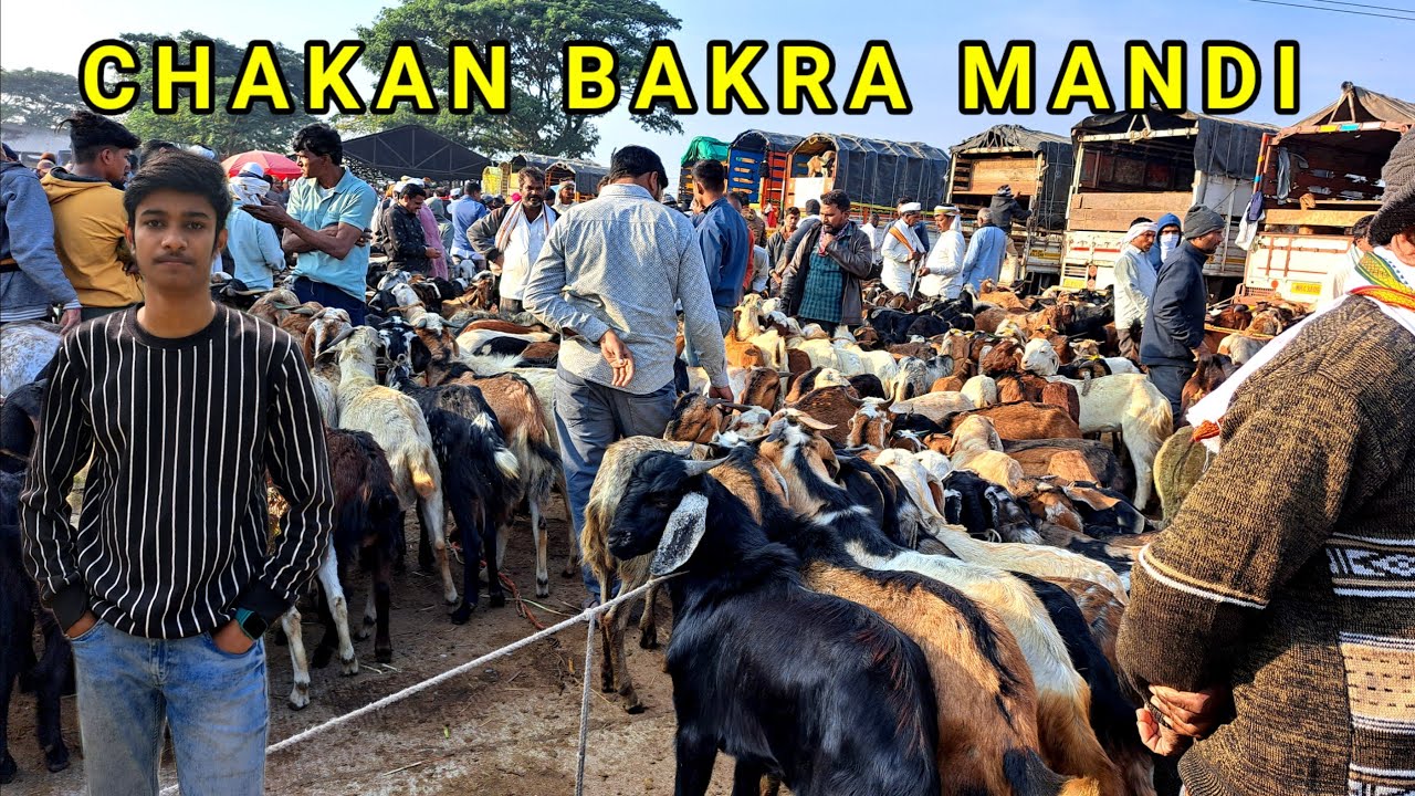 Latest Pune Chakan Bakra Mandi VLOG 2024 || MD ANAs VLOGs