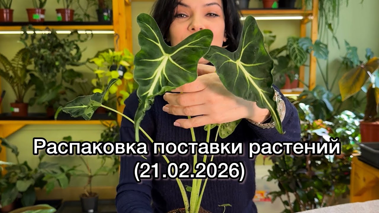 ОБЗОР поставки🌱Распаковка растений из Голландии (21.02.2026)