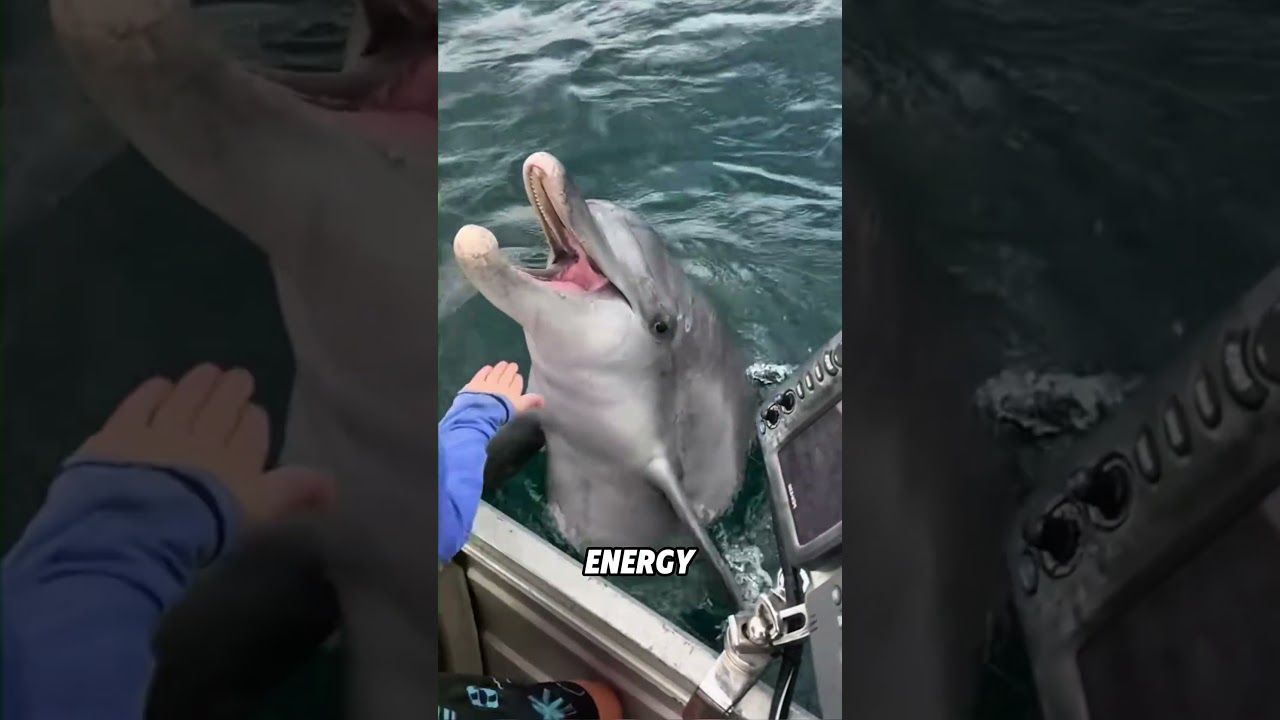 Intelligent dolphins. #animals #cute #shortvideo #dolphin