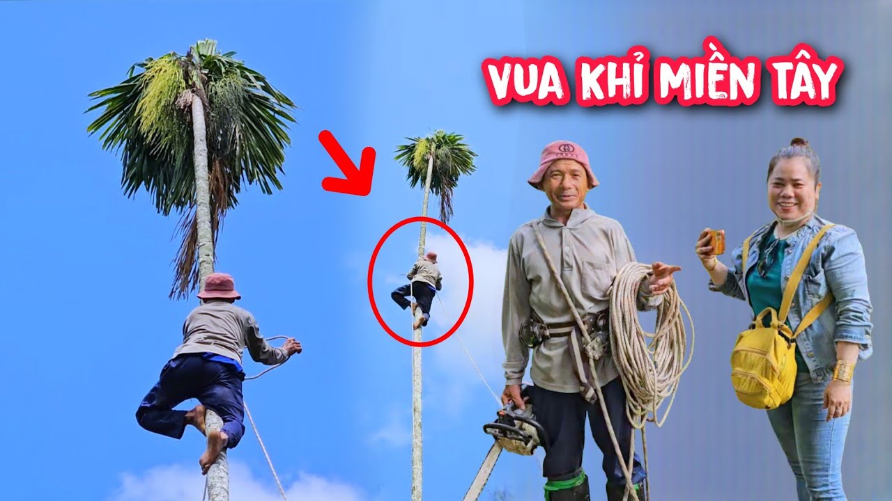 Breaking out in a cold sweat!!! The Monkey King climbed and sawed down a betel nut tree with a tr...