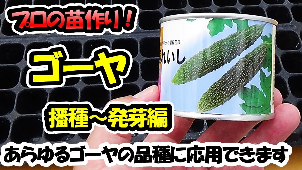 【育苗のプロが教える！】ゴーヤの苗作り　播種～発芽編　あらゆるゴーヤ、ニガウリ、レイシの品種に応用できます