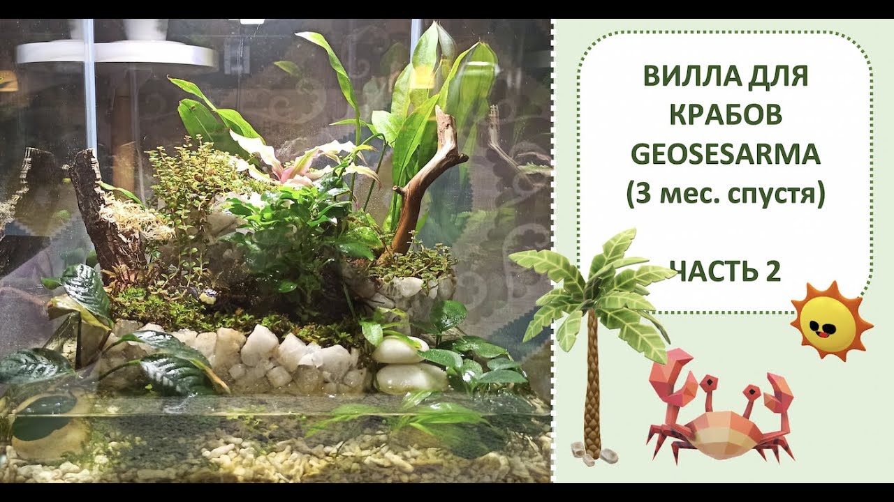 Вилла для крабов geosesarma ЧАСТЬ 2 (3 месяца спустя) || Крабариум ||PALUDARIUM PART 2 3months later