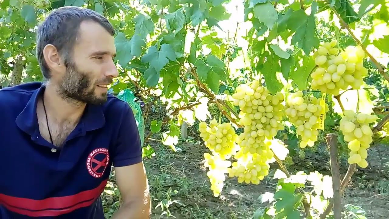 Landâș - soi nou de vita de vie pentru struguri de masa, cu rezistenta sporita la ger si boli