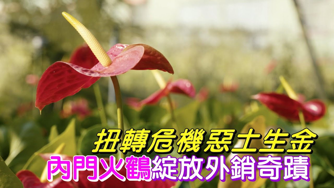 扭轉危機火鶴傳奇(林青山) 一步一腳印 20210207