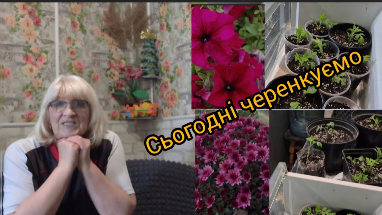 Як ми разом проводили експериментальні черенкування мультифлори і петунії...