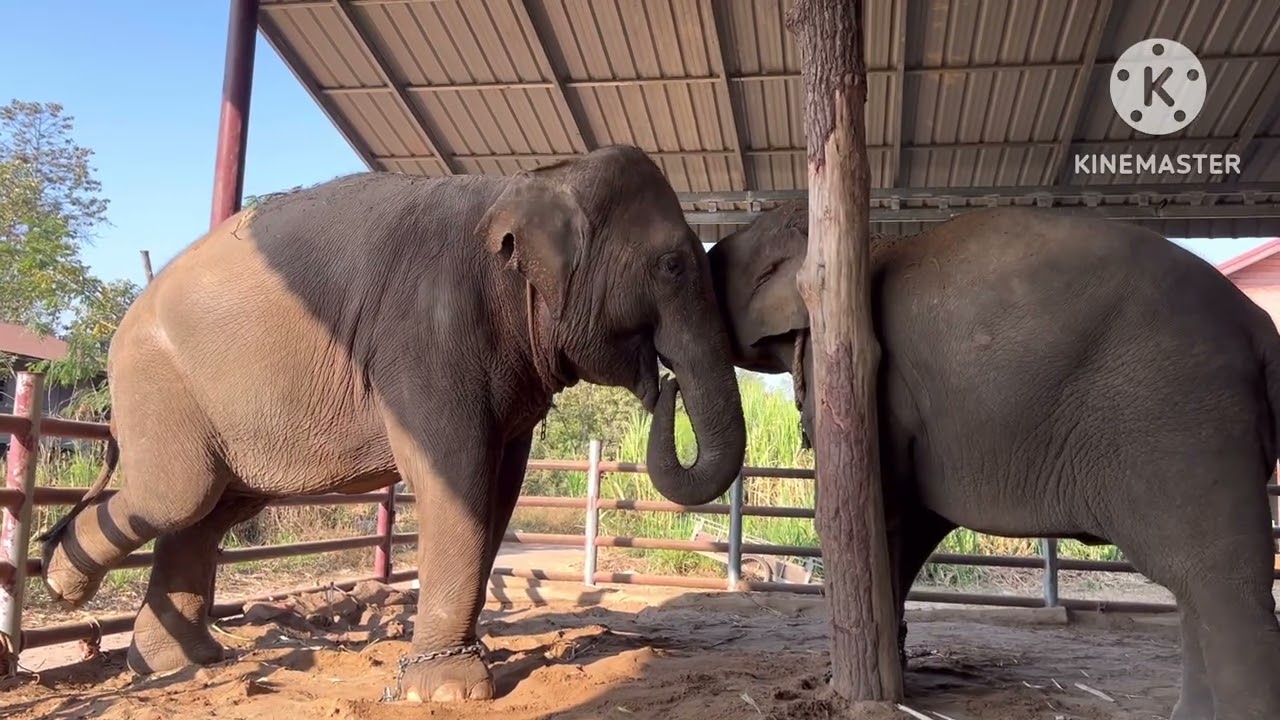 แม่ลุกออดอ้อนกัน🐘🐘❤️❤️