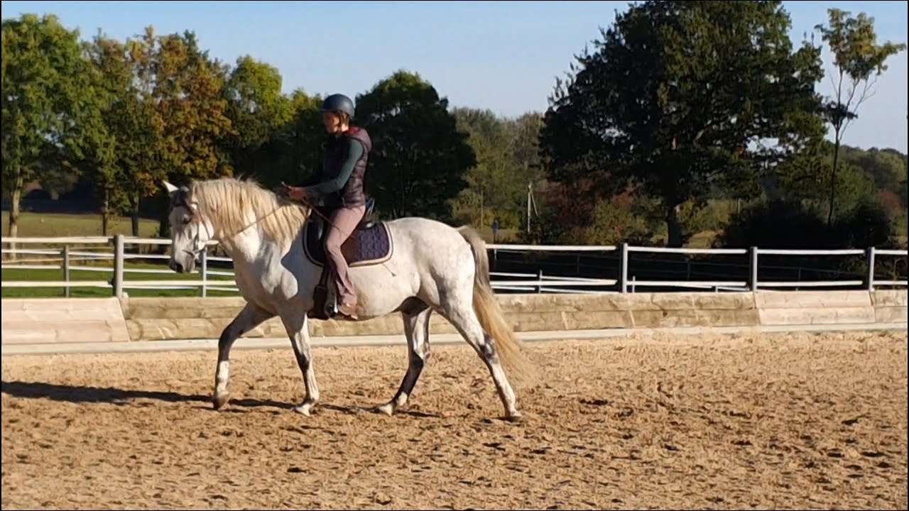 Reiten im Hier und Jetzt #9 - Darco nach Verletzungspause
