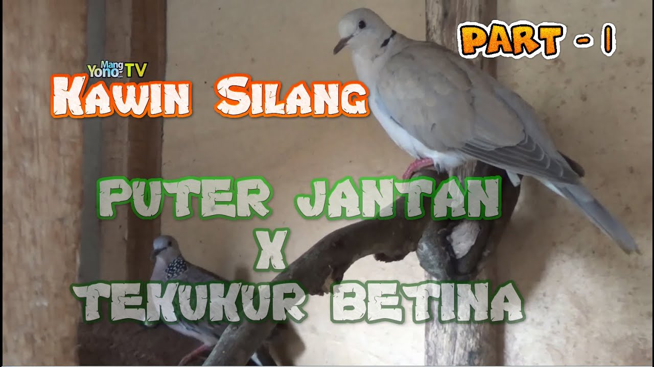 Cara Ampuh Persilangan Burung Puter Jantan Dengan Tekukur Betina - Part. 1