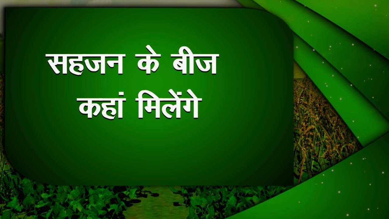 किसानो का सहजन की खेती की तरफ बढ़ता रुझान | कहाँ से प्राप्त करें सहजन के उन्नत बीज