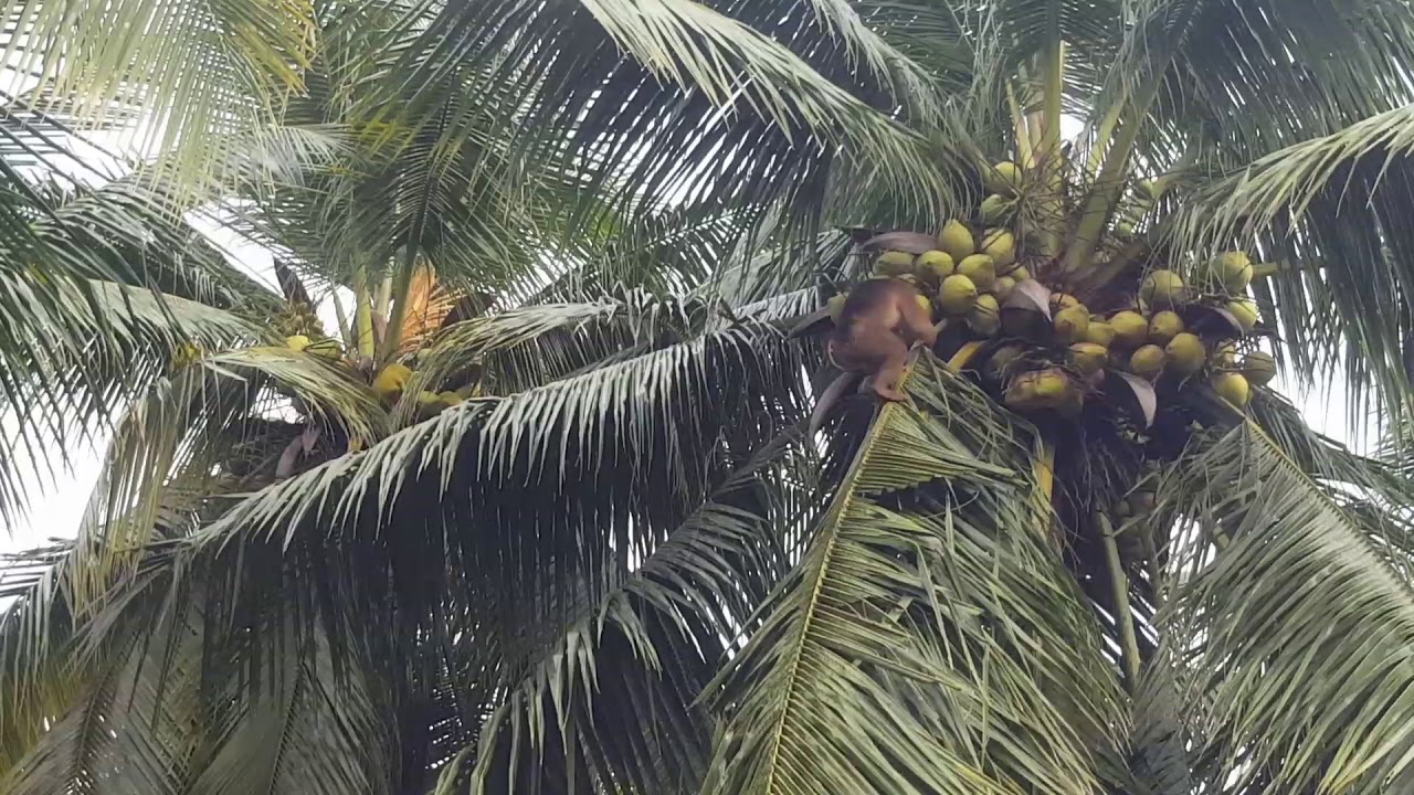 PEMETIK KELAPA YANG PALING JAGO
